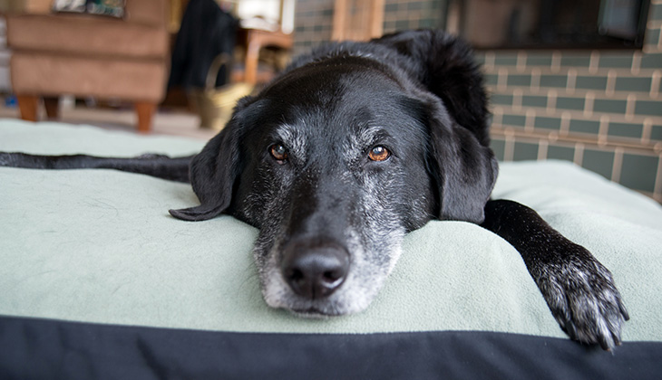 What’s wrong with older dogs anyway?