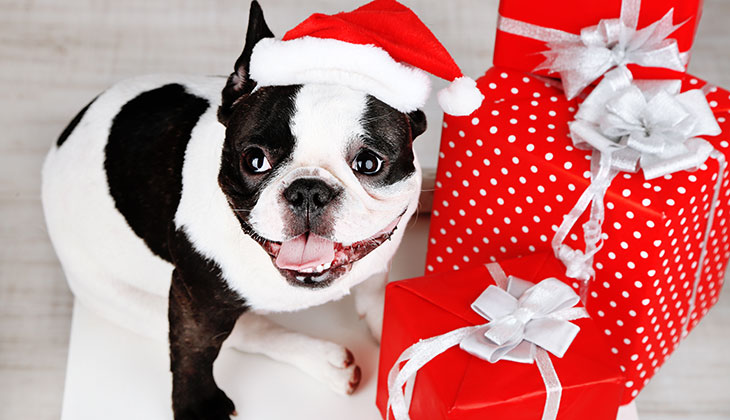 Christmas presents for cats and dogs - and their owners!