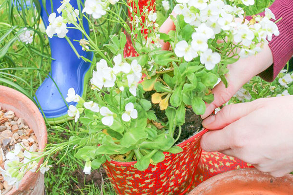 Planting up