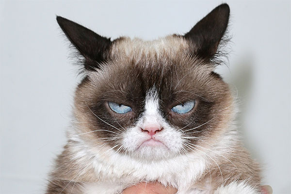 Grumpy Cat