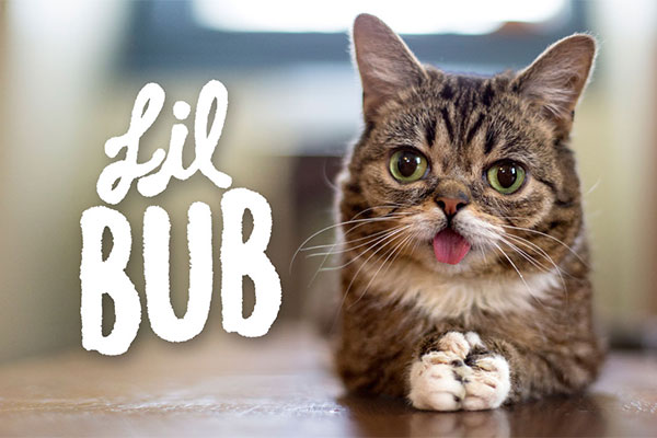 Lil Bub